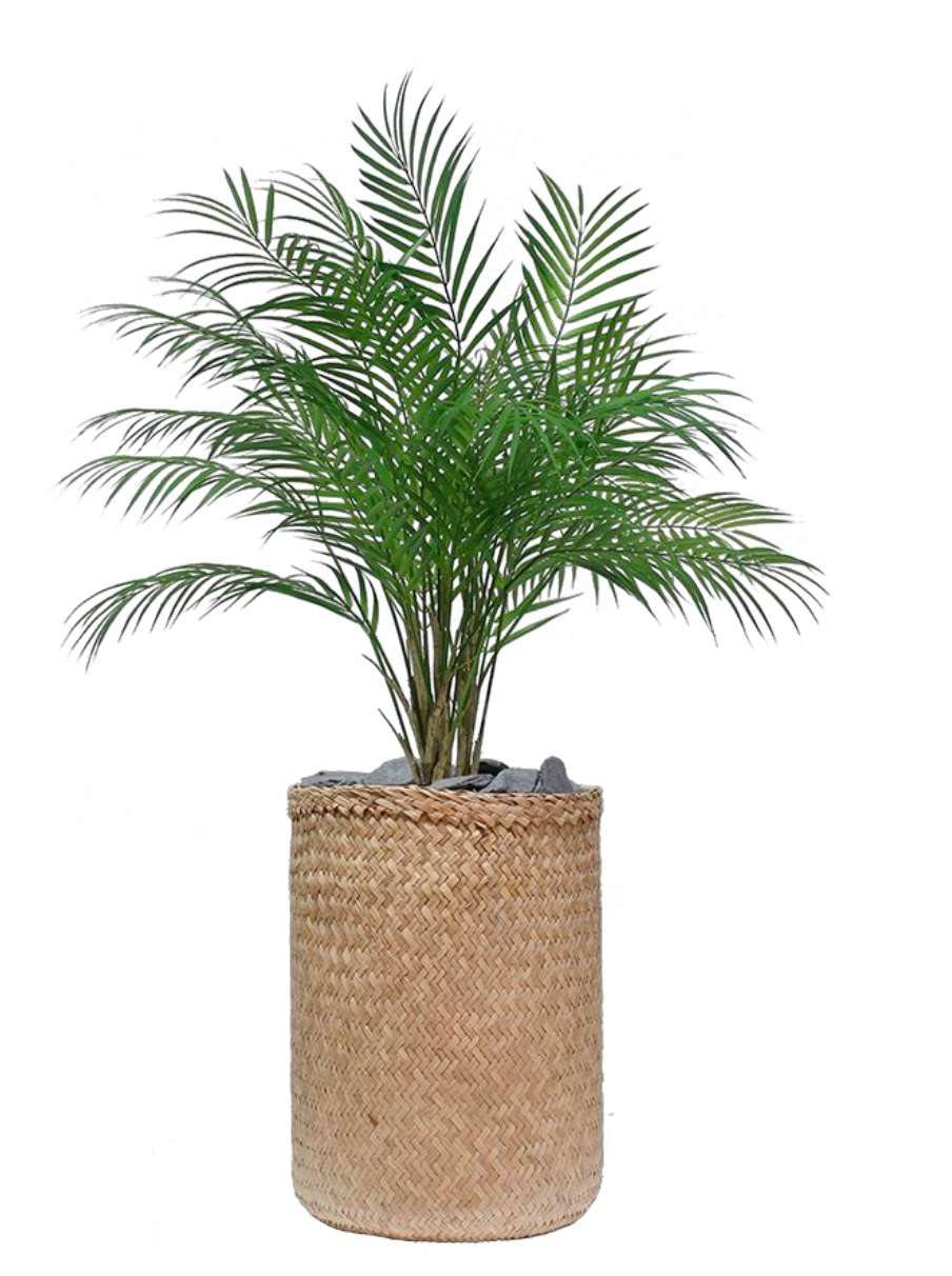 Palm Pot Tressé-Bluedigo