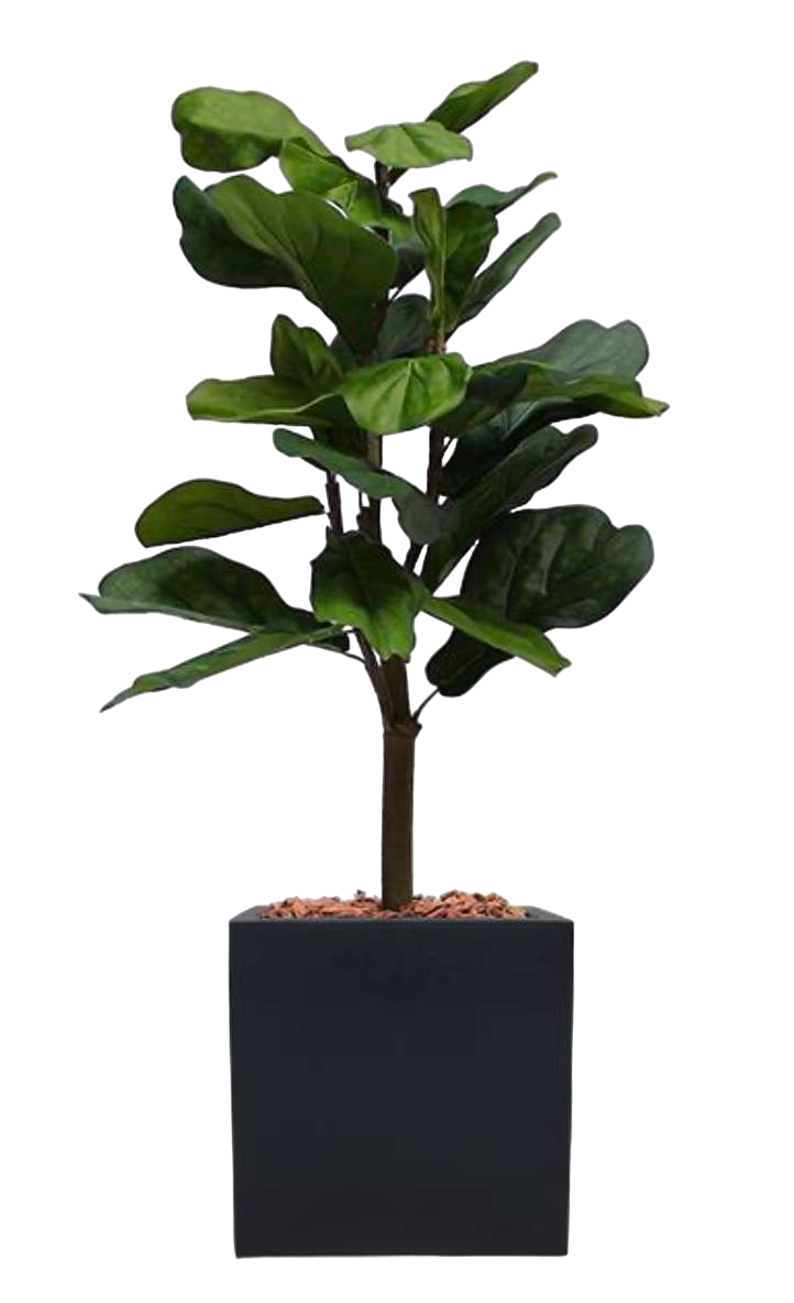 Petit Lyrata Pot Noir-Bluedigo