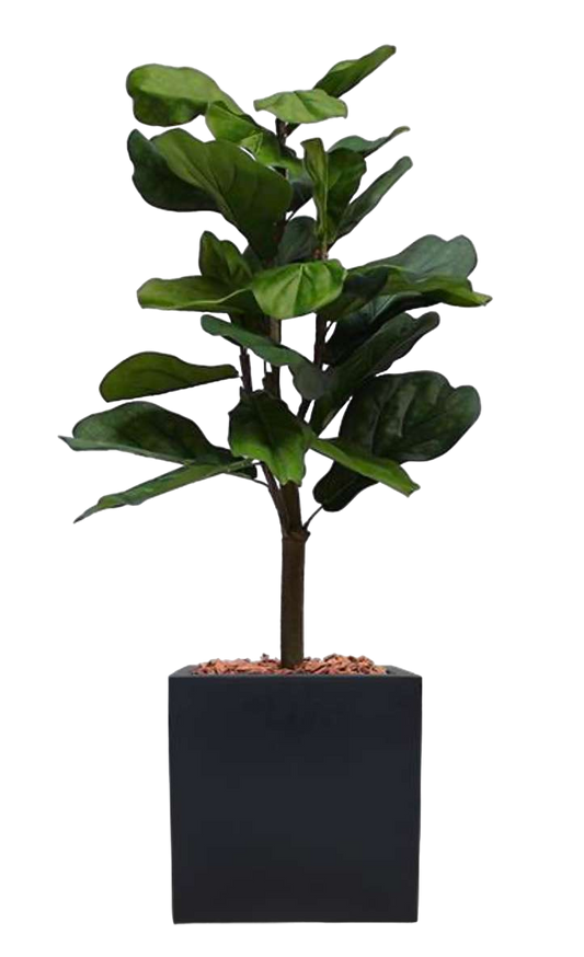 Petit Lyrata Pot Noir-Bluedigo